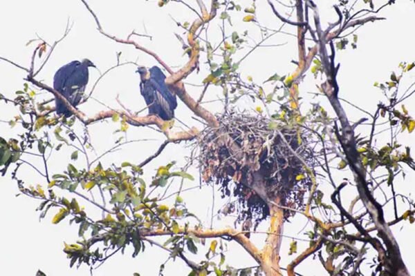 टाइगर-चीता स्टेट मध्यप्रदेश में