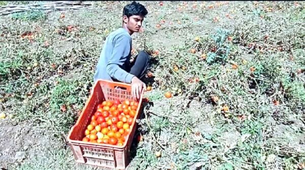 किसानों की चिंता: टमाटर-गोभी