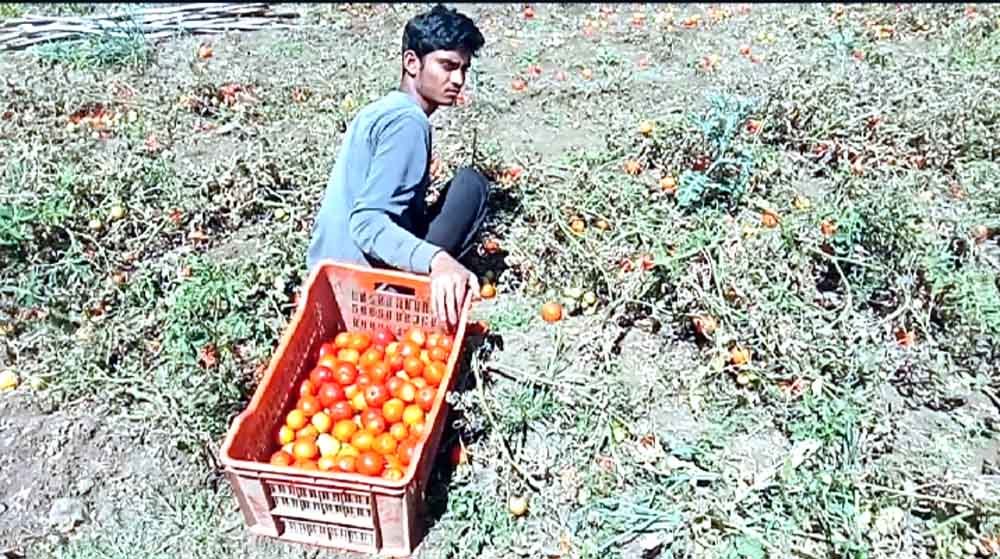 किसानों की चिंता: टमाटर-गोभी
