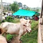 दुनावा में बैल बाजार बंद होने से बढ़ी