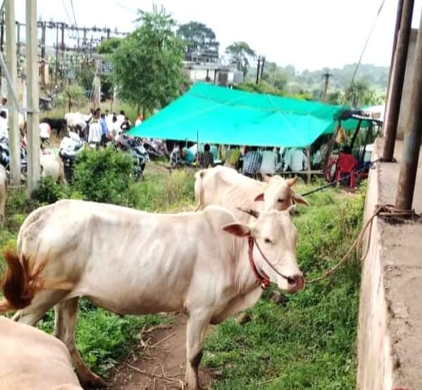 दुनावा में बैल बाजार बंद होने से बढ़ी