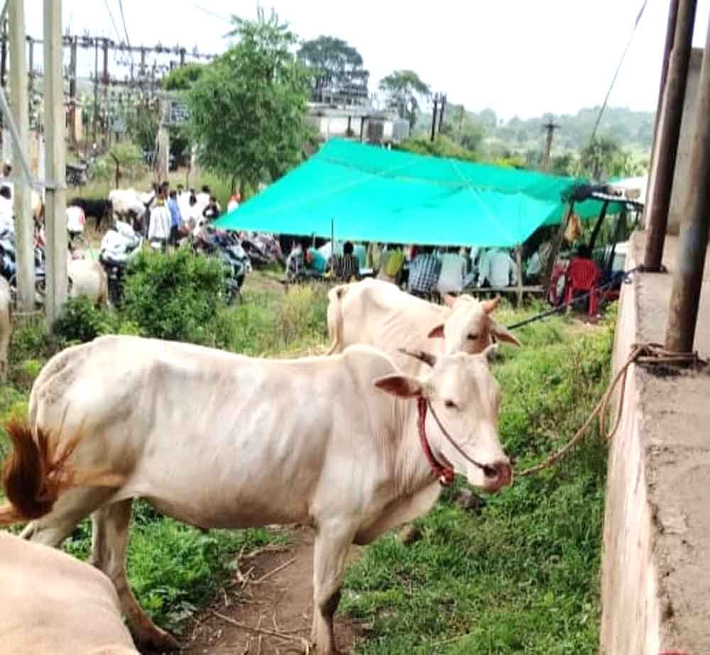 दुनावा में बैल बाजार बंद होने से बढ़ी