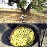 मदहोश बना रही