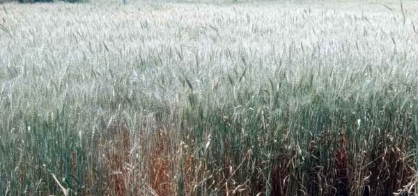 गेहूं बारिक होने से उपार्जन