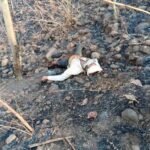 जंगल में मिला