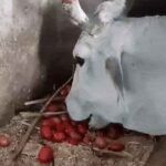 मध्य प्रदेश में टमाटर किसानों की