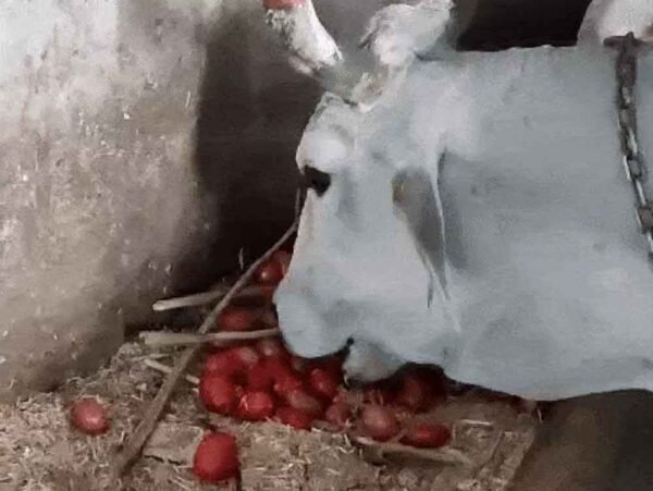 मध्य प्रदेश में टमाटर किसानों की