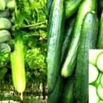 गर्मियों का सुपरफूड: खीरा