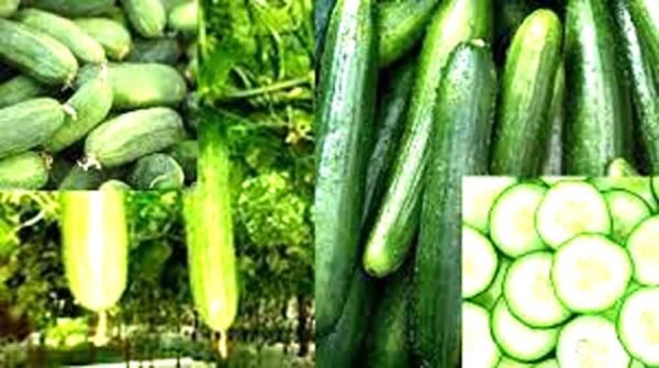 गर्मियों का सुपरफूड: खीरा
