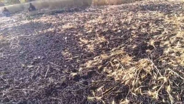 झूलते तारों की चिंगारी से गेहूं की