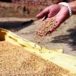 मध्य प्रदेश में गेहूं खरीदी शुरू, किसानों