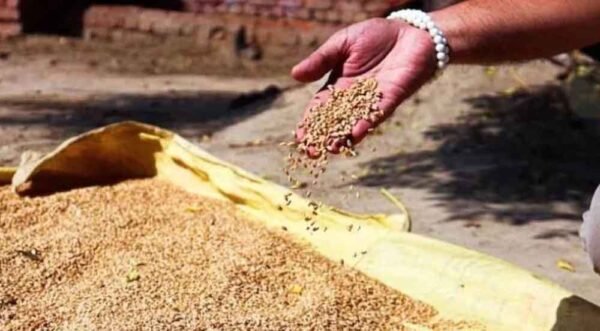 मध्य प्रदेश में गेहूं खरीदी शुरू, किसानों