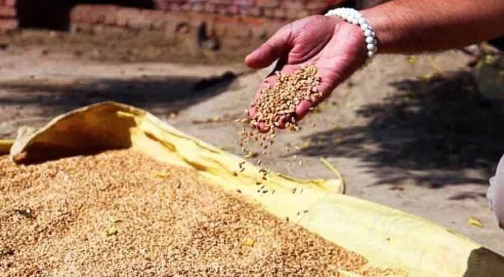 मध्य प्रदेश में गेहूं खरीदी शुरू, किसानों