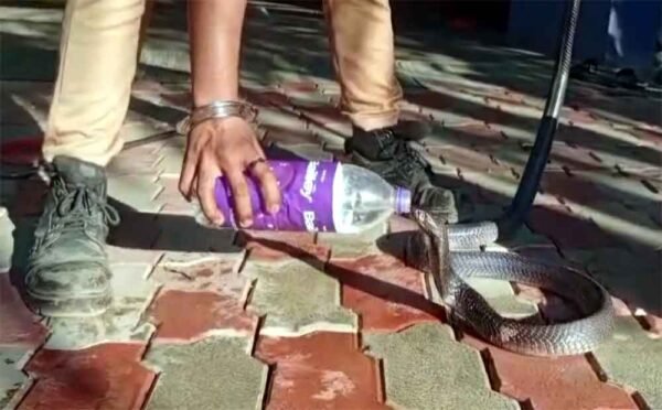 प्यासे कोबरा को