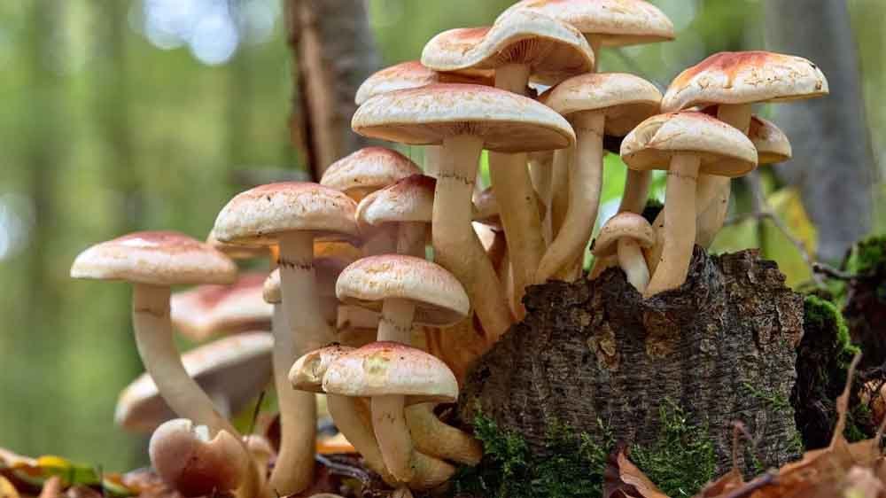 करेले को पीछे