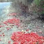 कीमत नहीं मिलने पर किसान