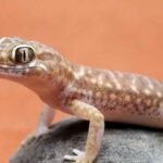 गर्मियों में छिपकलियों से हैं परेशान? जानें