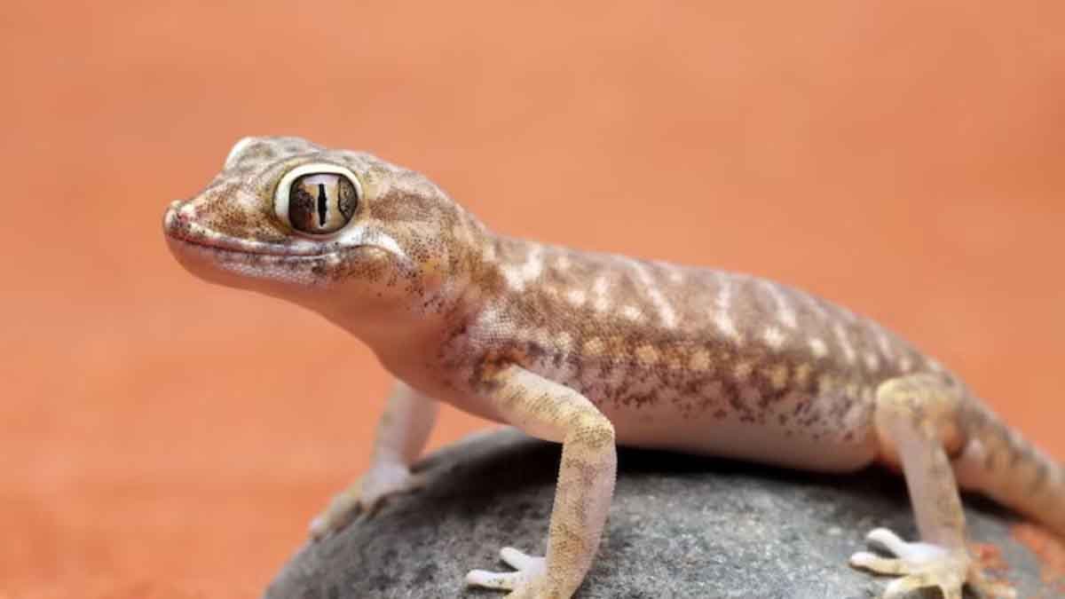 गर्मियों में छिपकलियों से हैं परेशान? जानें