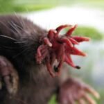 इन 5 जानवरों के