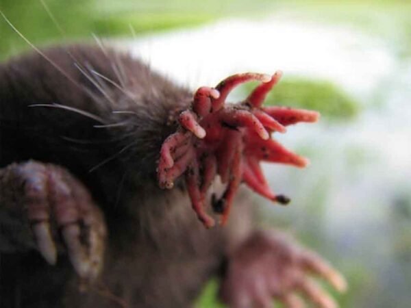 इन 5 जानवरों के