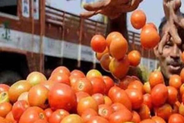 टमाटर की बंपर पैदावार से किसानों की