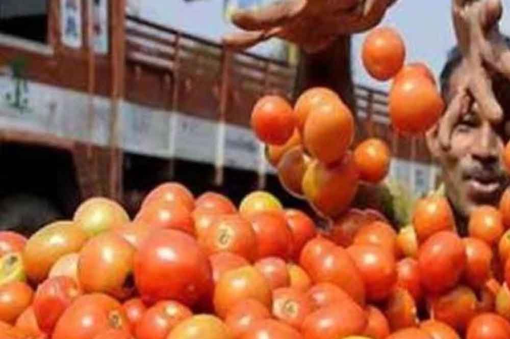 टमाटर की बंपर पैदावार से किसानों की