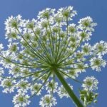 ये हैं दुनिया के सबसे ज़हरीले पौधे–छूने