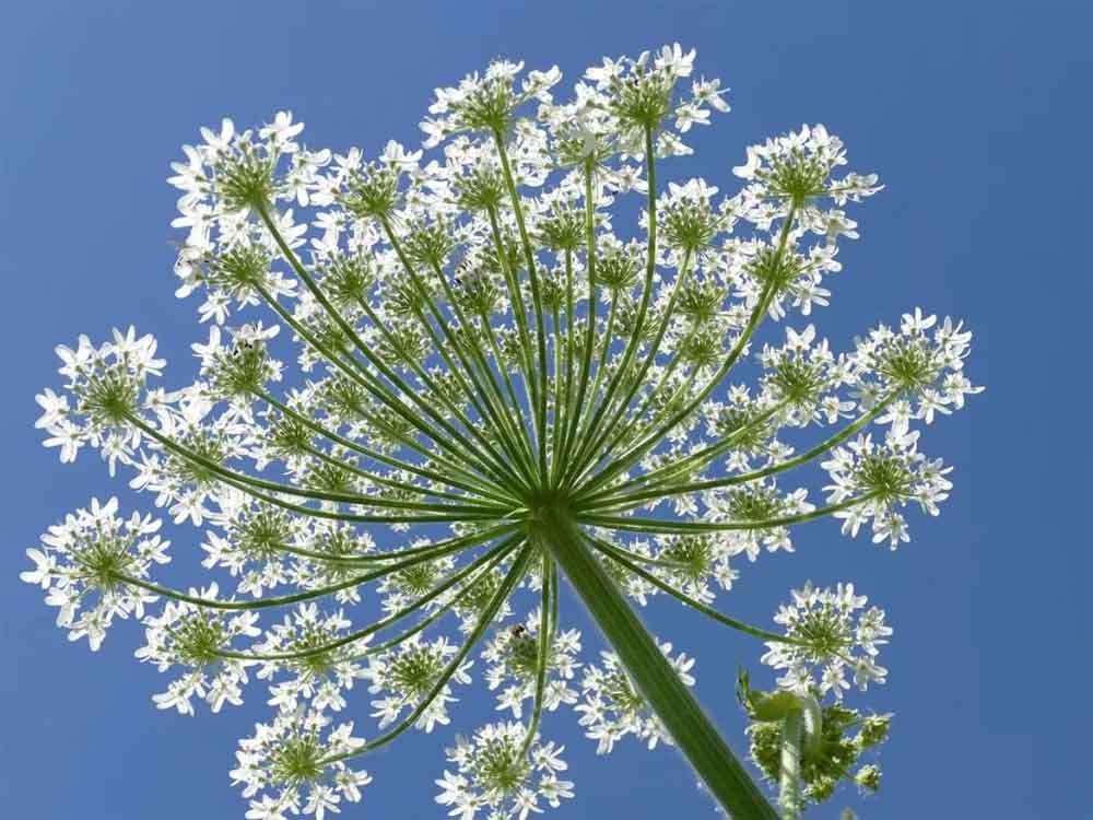 ये हैं दुनिया के सबसे ज़हरीले पौधे–छूने