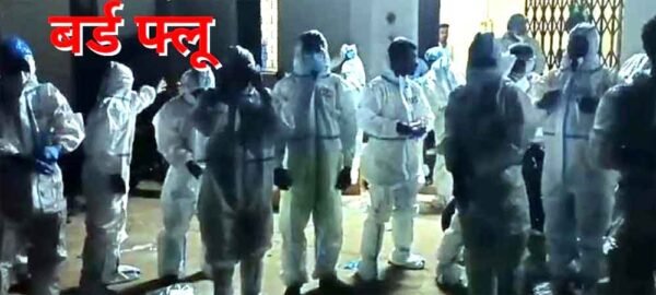 जिले में बर्ड फ्लू की पुष्टि: नष्ट किए