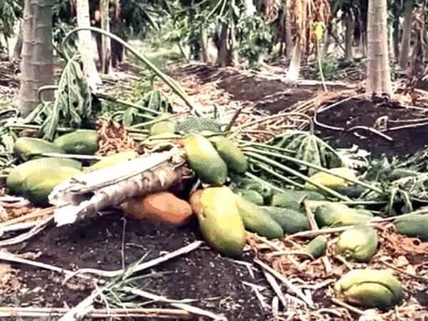 मध्यप्रदेश में ओले, बारिश और तेज