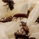 घरेलू नुस्खों से चावल को घुन और कीड़ों