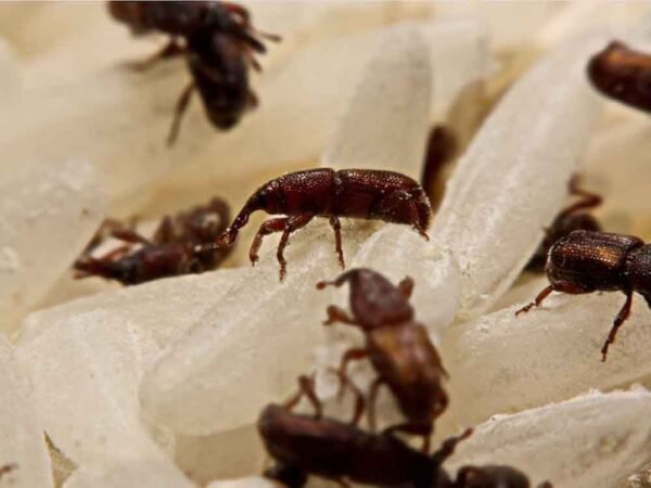 घरेलू नुस्खों से चावल को घुन और कीड़ों