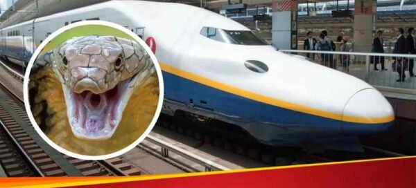 सांप की वजह से रुकी