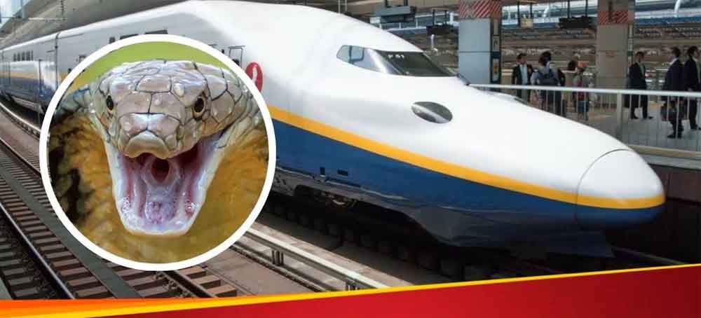 सांप की वजह से रुकी