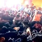 ठाकुर बाबा मंदिर पर 300 बकरों की बलि