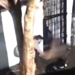 कुत्ते की हत्या कर