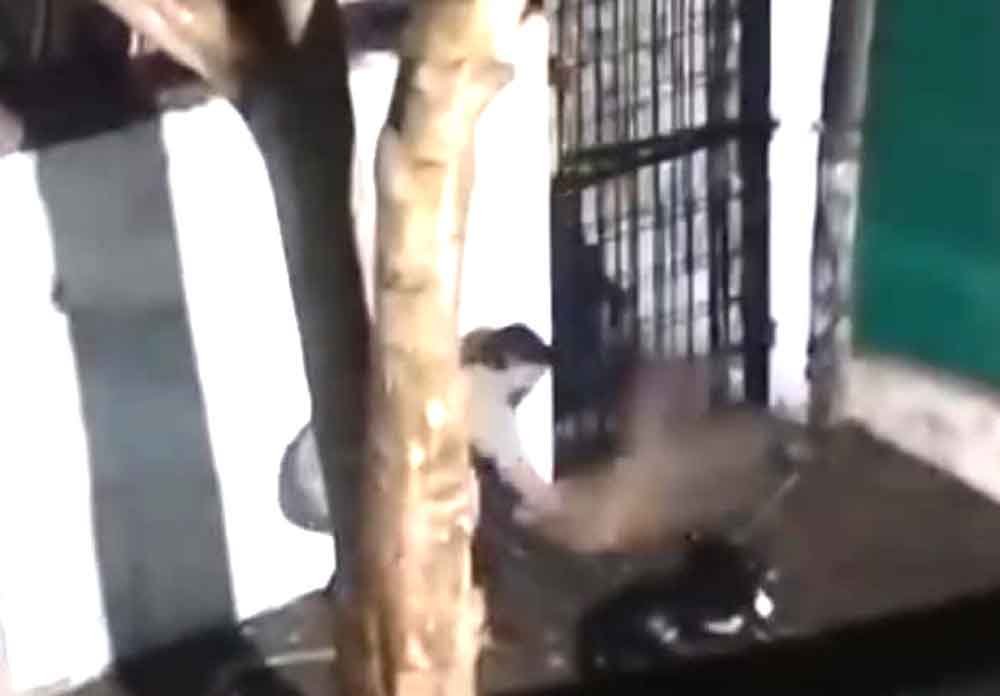 कुत्ते की हत्या कर