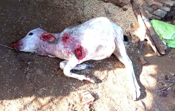 आदमखोर आवारा कुत्तों का आतंक: 5