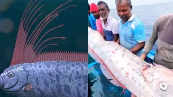 डूम्सडे फिश फिर सतह पर: ओअरफिश की