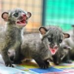 दहेज में 100 बिल्लियां, भागा जेब्रा