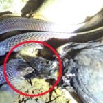 छह फीट लंबे कोबरा ने किया बड़ी मुर्गी