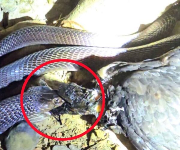 छह फीट लंबे कोबरा ने किया बड़ी मुर्गी