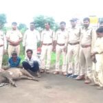 जंगली सुअर की