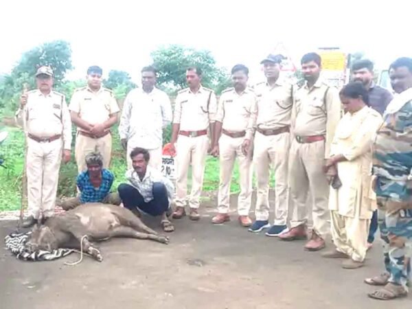 जंगली सुअर की