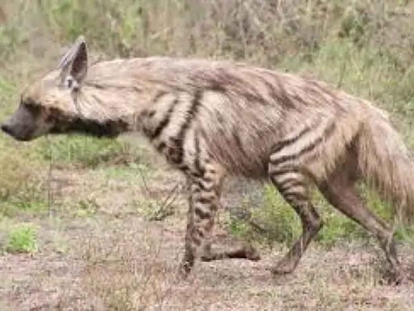 आतंक का जानवर CCTV में कैद: घायल बोले–