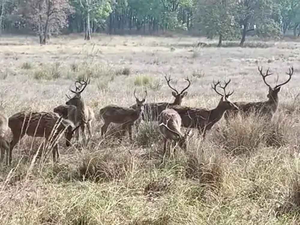 कान्हा नेशनल पार्क में देश में