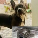 डॉगी ने अपनी जान