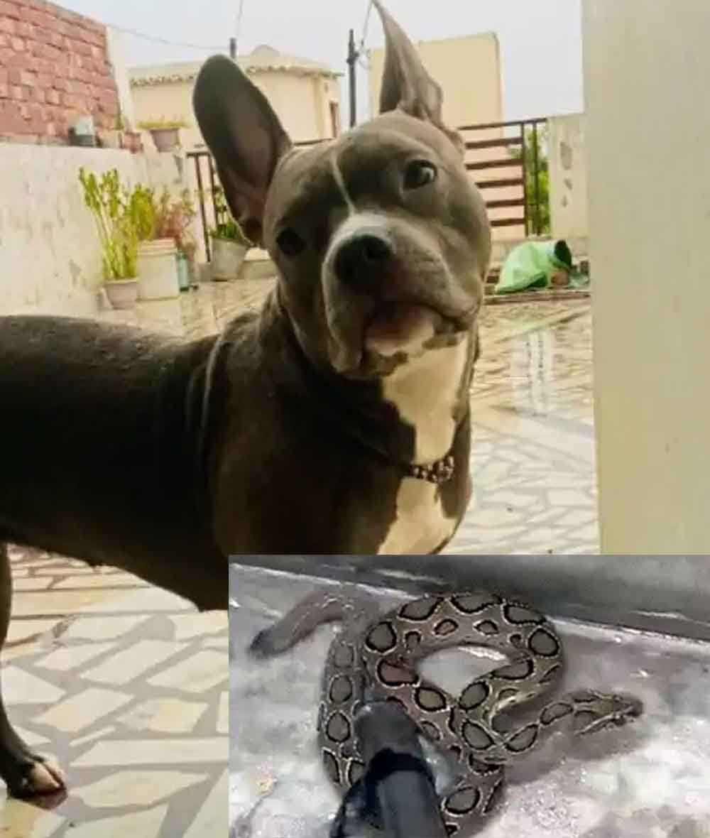 डॉगी ने अपनी जान