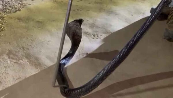 सर्पमित्र ने कोबरा का