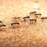 घर में चीटियों